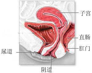 阴道紧缩术之阴道解剖图