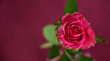 一朵漂亮的玫瑰花
