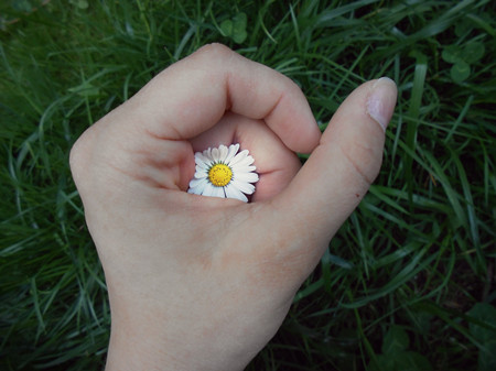 手握一朵小野花