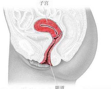 阴道紧缩术做到子宫口