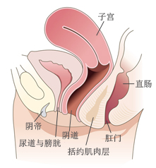 后方膣圆盖术位置图