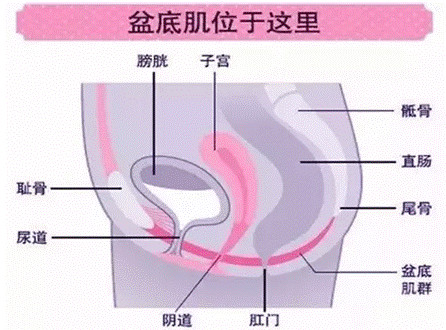 盆底肌位置