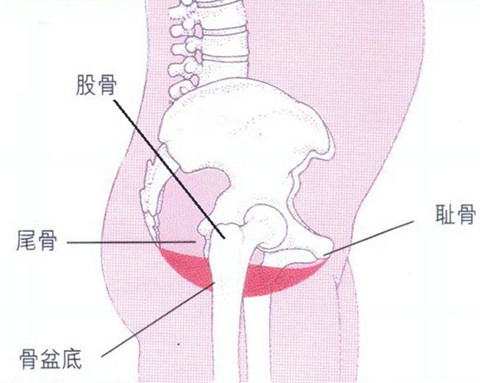盆底肌位置示意图