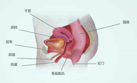 盆底肌位置示意