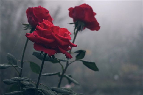 阴雨中的玫瑰花