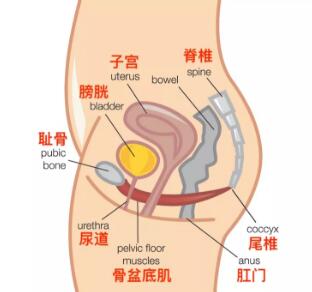 盆底肌位置