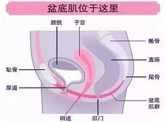 盆底肌的作用