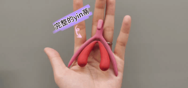 女性荫蒂结构