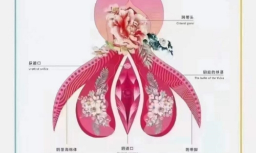 阴蒂图.jpg 阴蒂图.jpg