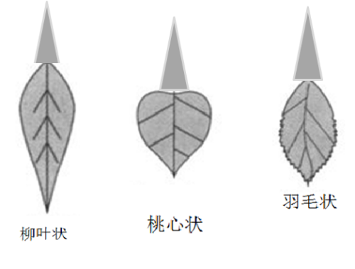 小阴唇形状各异