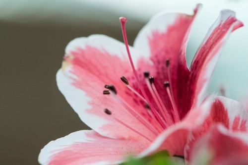 百合花
