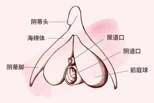 阴蒂位置示意图