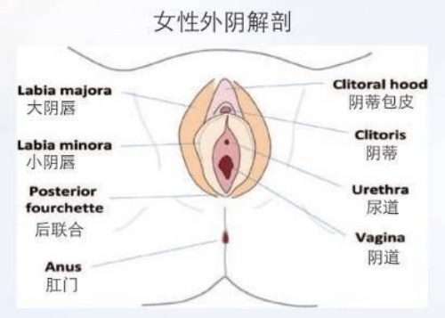女性外阴解剖