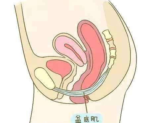 盆底肌位置