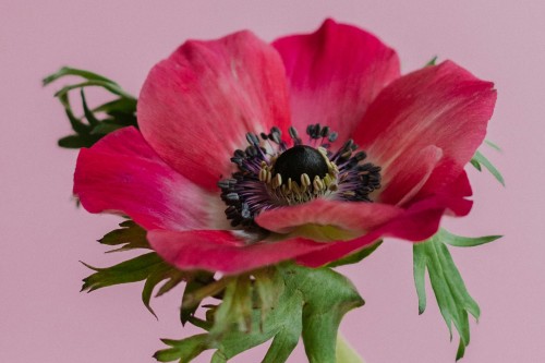 鲜花