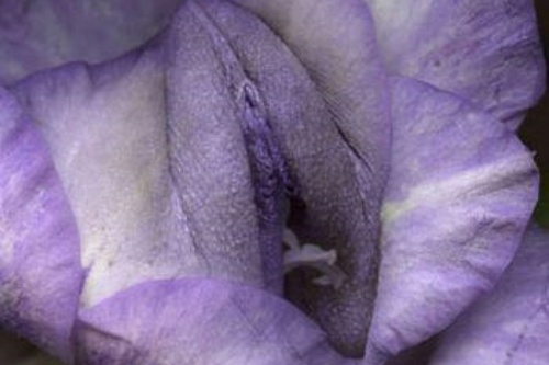 私密紫色花卉