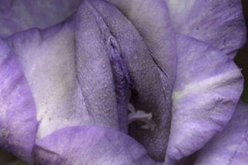 私密紫色花卉