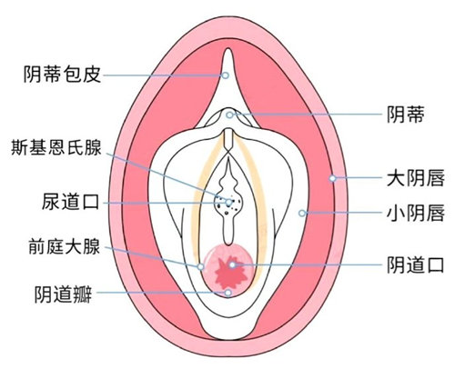 女性私密构造